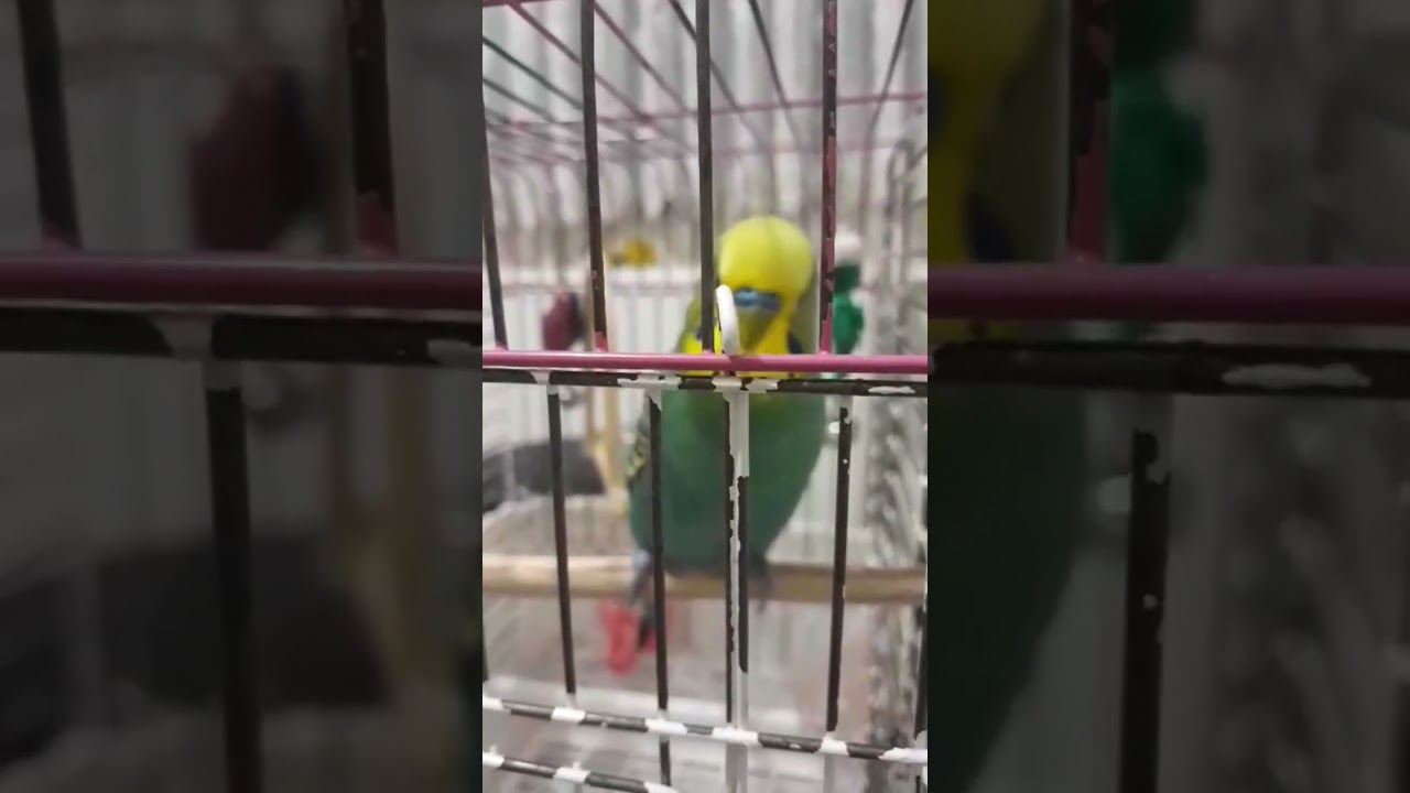 Türkiyede Tek Böyle Konuşan kuş yok 😁 #birds #muhabbetkuşu #parrot #budgies #birdslover #funny #bird