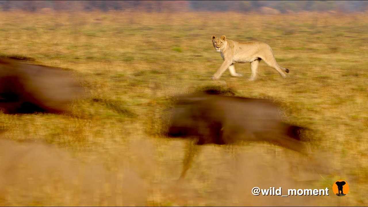 Wildebeest tease lions. Spot the clumsy male.
