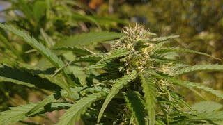 АУТ 2026 BLACK OPIUM FAST #grow #420 #marijuana #grower #europ #sativa #indica #growchanel
