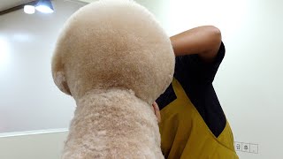 스탠푸 미용[파리봉]standard poodle grooming by 파리봉 6,966 views 2 years ago 3 minutes, 46 seconds