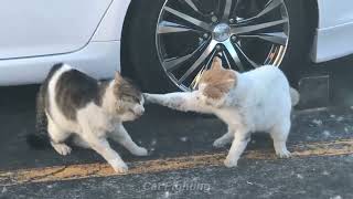 猫の喧嘩 - 猫のケンカ🐱😍 Cat Fighting - Real Cat fight (EP17) screenshot 5