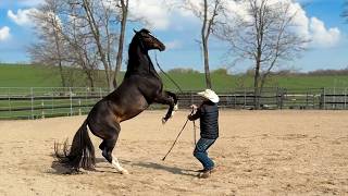 Why is this horse SCARED to go OUTSIDE?