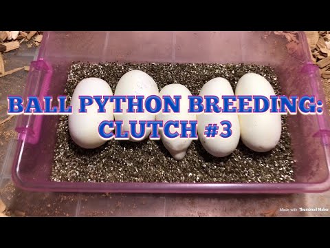 2019 BALL PYTHON BREEDING:  CLUTCH #3