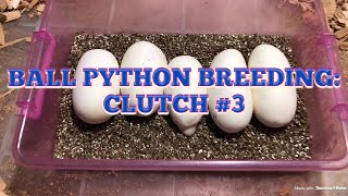 Celebrity 2019 BALL PYTHON BREEDING:  CLUTCH #3 Profile