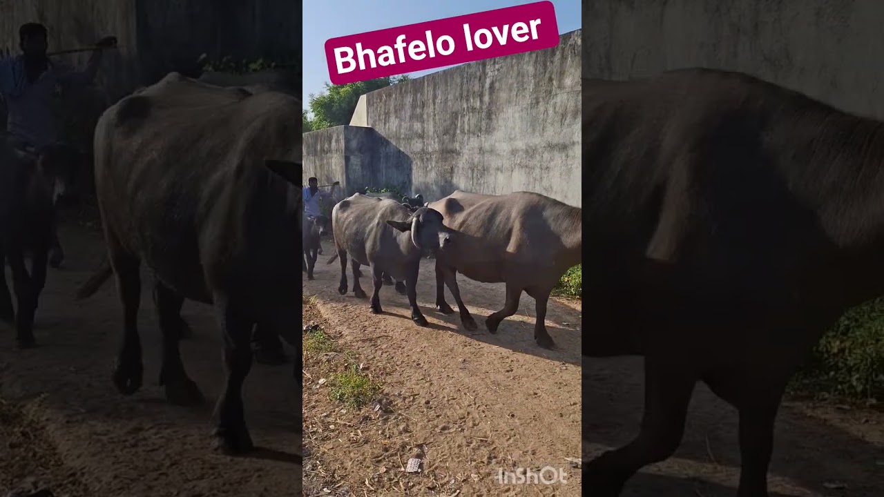 #bhafelo