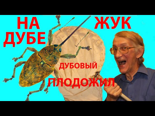 Чем Опасны Жуки на Дубе? Дубовый Плодожил, Желудевый Долгоносик Curcuio glandium.
