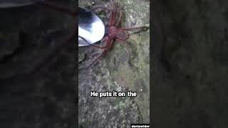 Top 5 Close Call Scary Videos