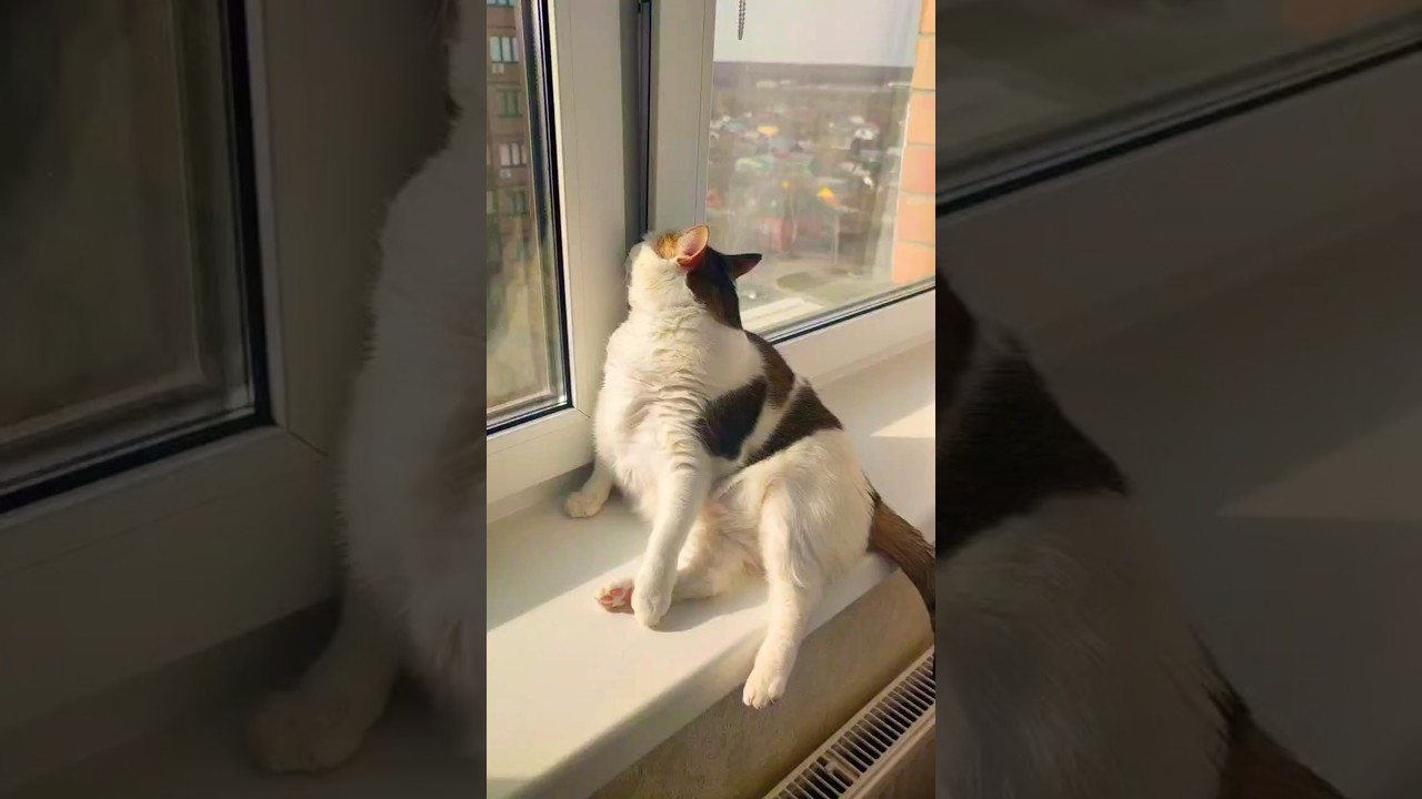 Cat Bonya sniffs the fresh  spring air/Кошка Боня нухает свежий весенний воздух. Запахло весной 