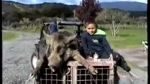 Pig Hunting NZ Hokianga Hog Hunters 3 100% Grunt