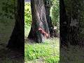@Yarinka Red squirrels and a walnut 🐿️ Білочки і горіх #shorts #squirells #білки #белки
