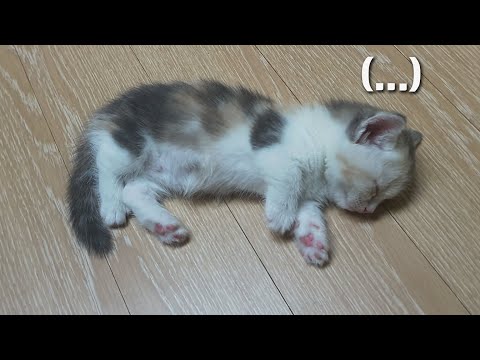 A Fainting Baby <strong>Cat</strong> <strong>After</strong> Poo...