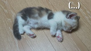 A Fainting Baby Cat After Poo...