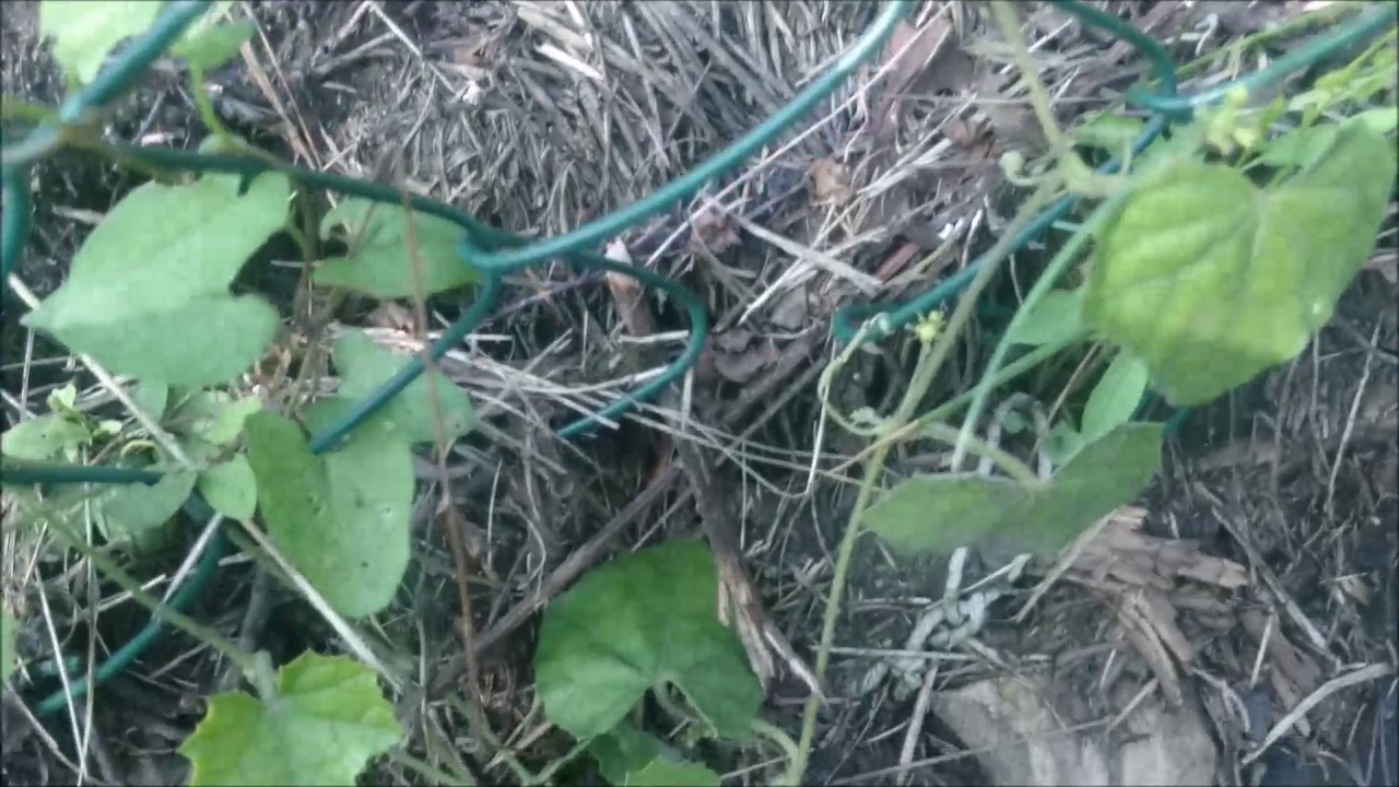 Uprawa mysiego melona od siewu do zbioru. YouTube