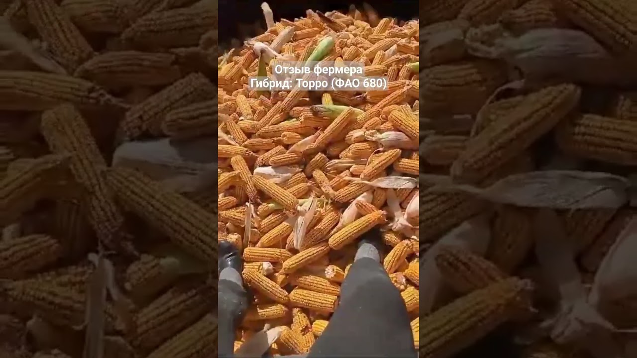 отзыв фермера, гибрид Торро 