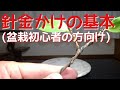 盆栽針金かけの基本（盆栽・初心者の方向け）