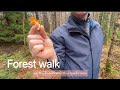 Silent Forest Walk 🌳🍃 Peaceful Moments Together | Slow Living In Finland