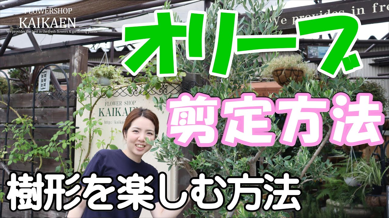 Olive tree pruning method [Gardening at home] Kaikaen Channel