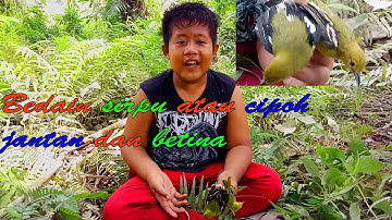 Mikat burung sirpu atau cipoh hanya dengan mp3 dapat banyak.