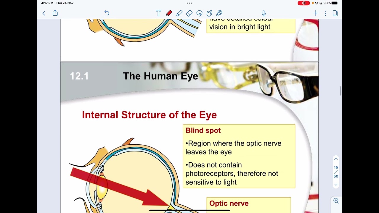 [Crash Course] O level Biology (14 The Human Eye)