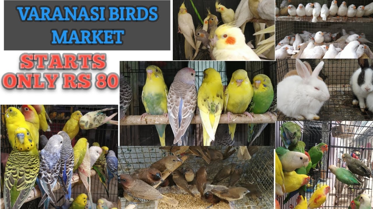 Varanasi Birds Market || Bahiya Tola, Varanasi, Uttar Pradesh || Cheapest Birds In Whole India