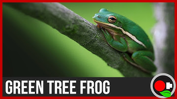 American Green Tree Frog Facts