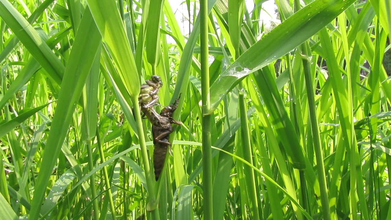 Выход стрекозы Дедка обыкновенный (Gomphus vulgatissimus) часть-2