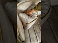 Sofa tamu Lady 211