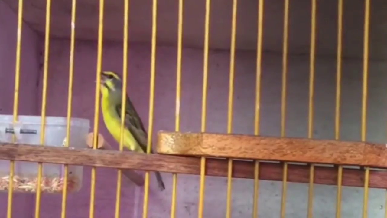 Burung mozambik gacor full power 