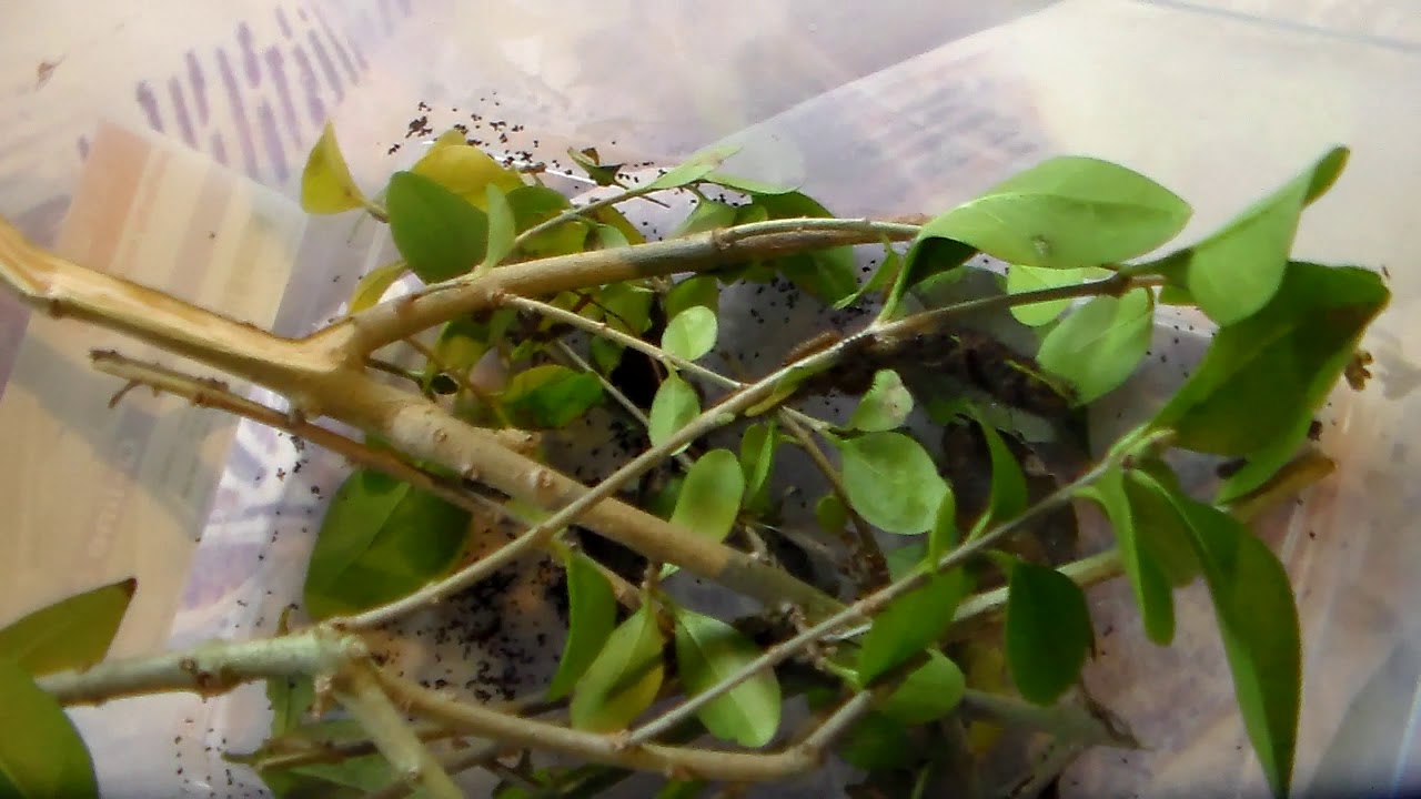 Silkmoth rearing: Io moth (Automeris io)