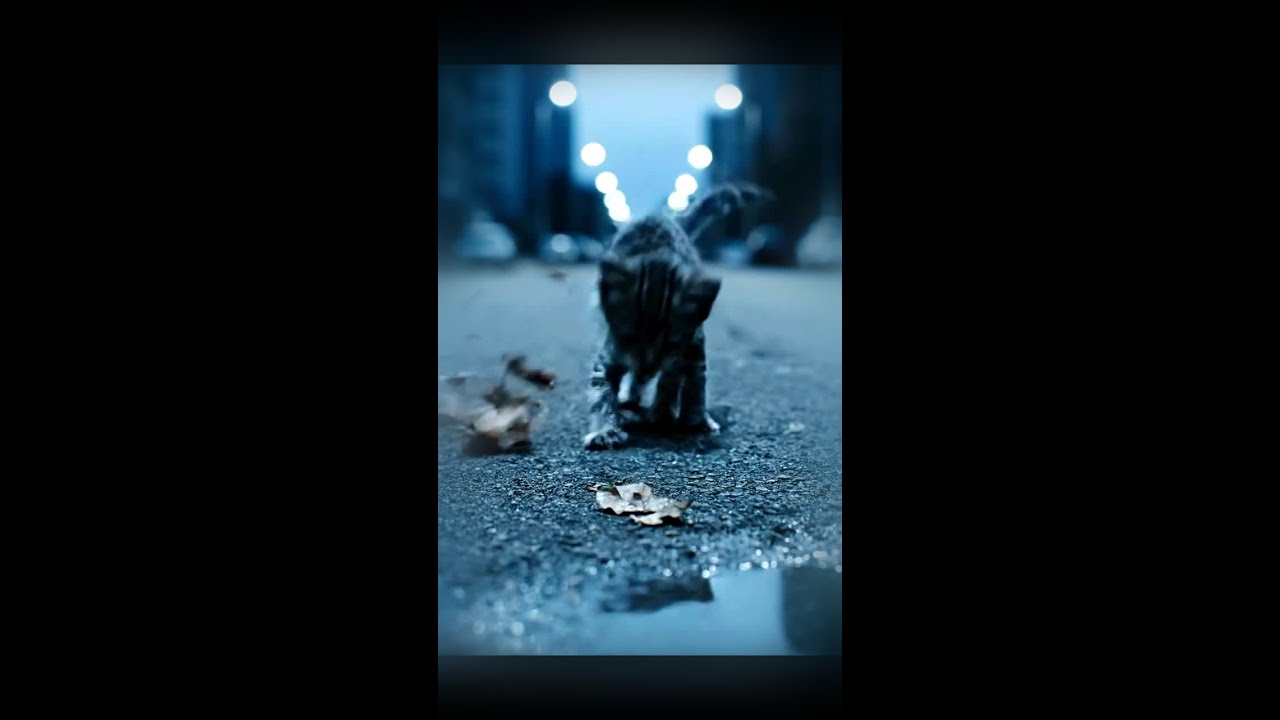 Injured kitten on road all alone  