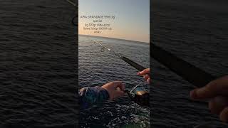Apia Grandage 93hh+ jig special #shorejigging #daiwa #ψάρεμα #hellas #greek #angler #japan #tackle