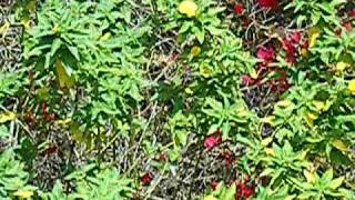 DSCF0069.AVI