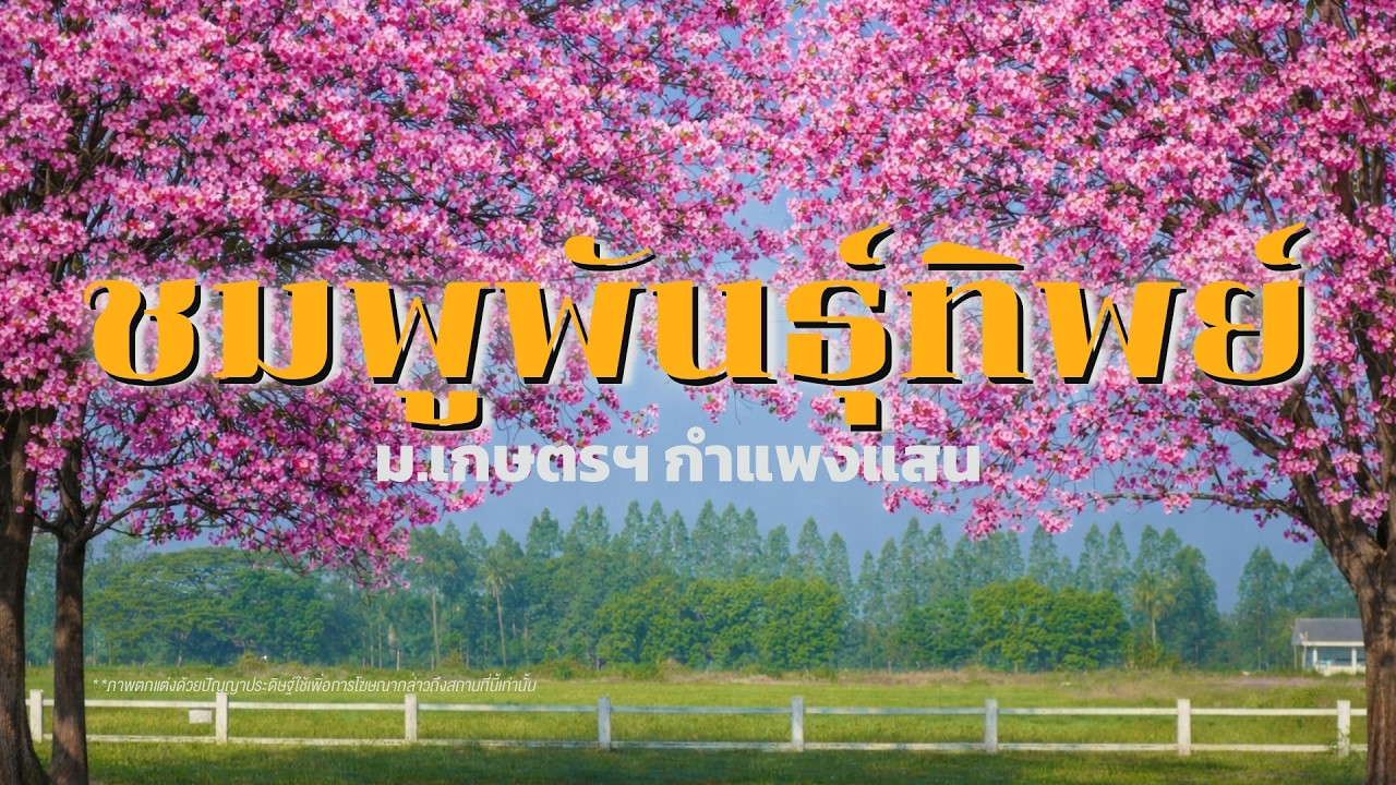 ถนนสีชมพูพันธุ์ทิพย์ | ซากุระเมืองไทย | ใกล้กรุงเทพฯ | ม.เกษตร กำแพงแสน | จุดถ่ายรูปฟีลเกาหลี