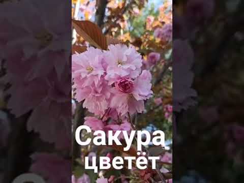 Читать фф когда зацветет сакура