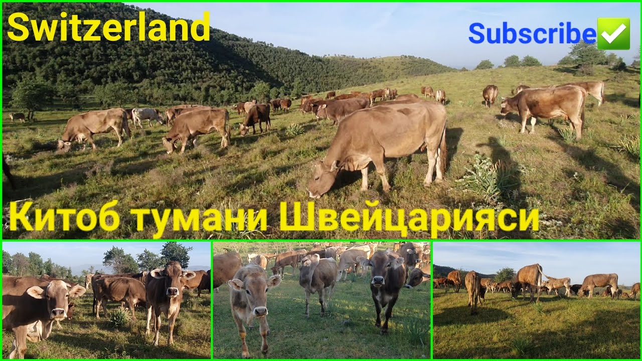 К,ашк,адарё вилоятининг Швейцариясига саёхат. Китоб туманининг гузал табиат жойларидан бир ерида.