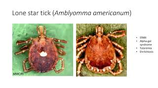 Ticks and Chiggers by Phil Meeks | High Knob Naturalist Rally 2021 by The Clinch Coalition 51 views 2 years ago 40 minutes