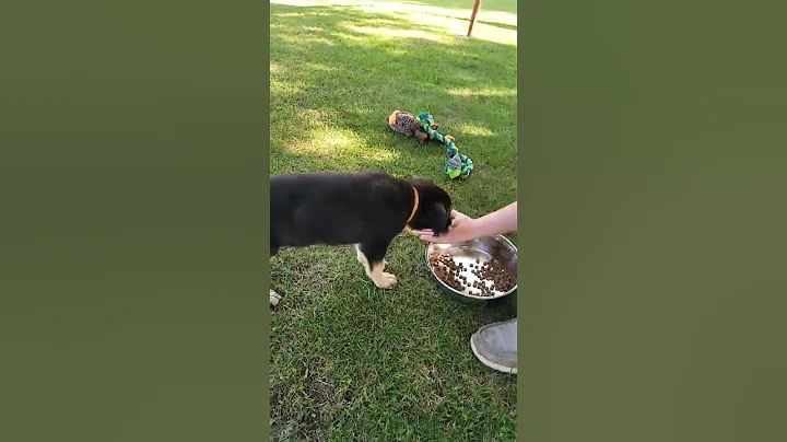 I got a puppy