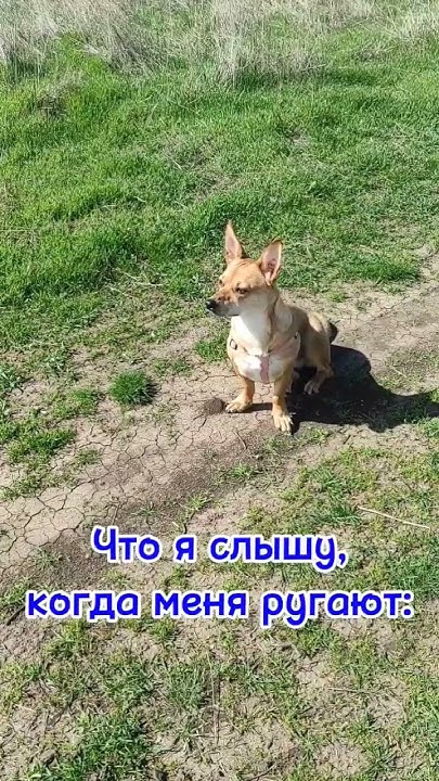 Собачий язык - YouTube