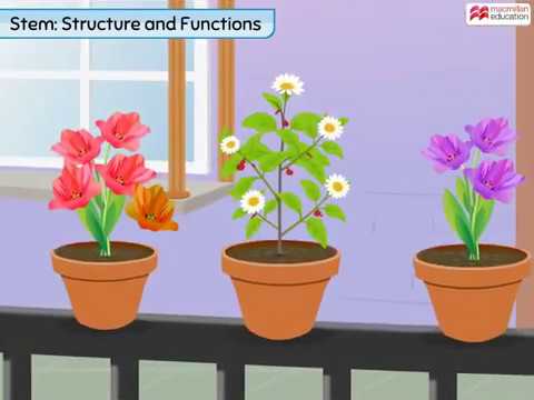 Structure and Functions of Stems