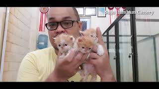 Cara Memandikan Kitten kucing Persia Untuk Pemula