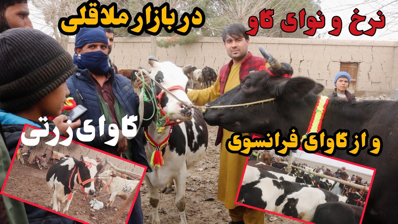 گزارش شیرین آغا شیرزاد از گاو بازار ملاقلی ولسوالی دشت ارچی کندز