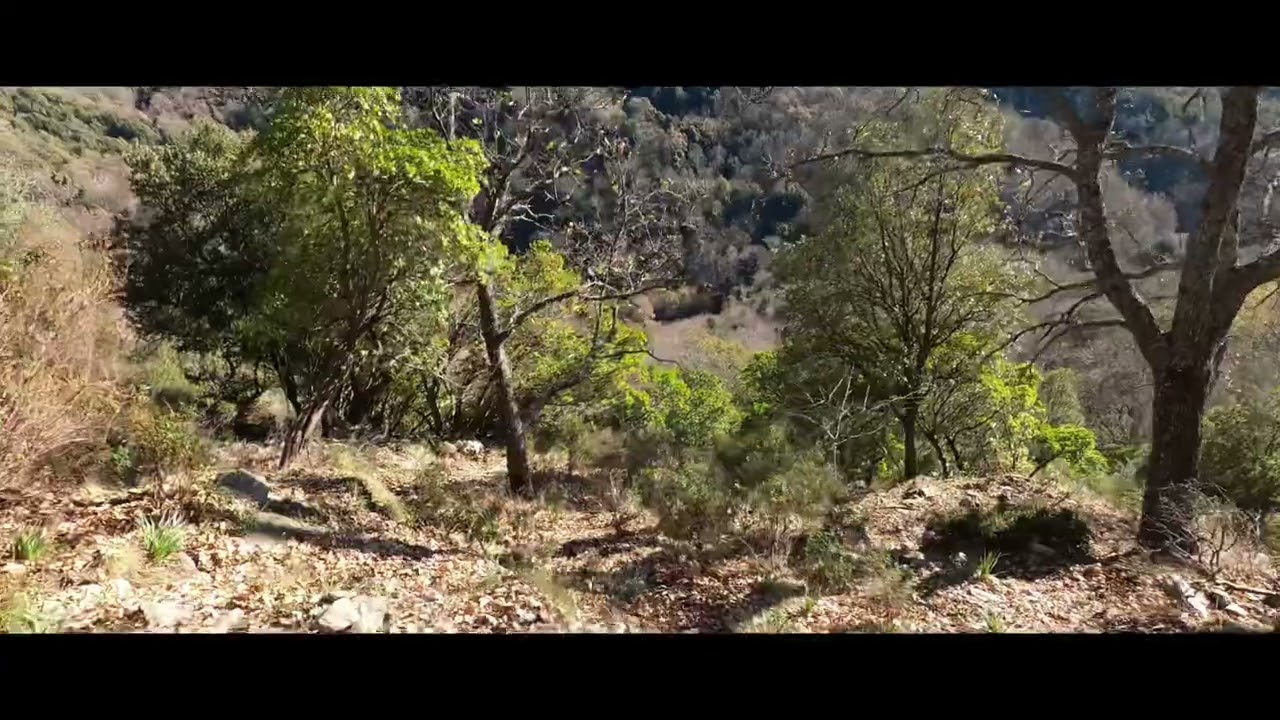 Chasse au sanglier en corse