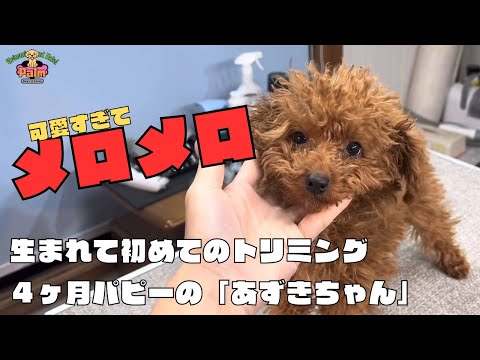 〚子犬トリミング〛４ヶ月トイプードルのパピー生まれて初めてのトリミング
