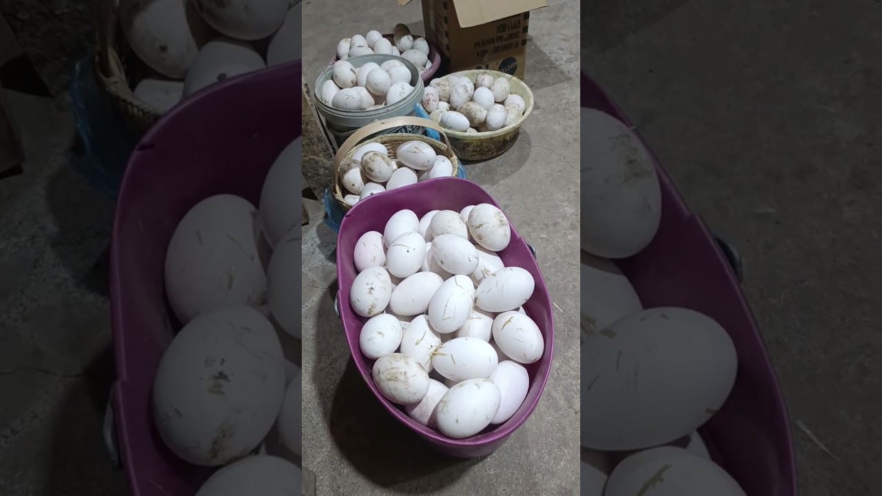 Kuluçkalık Kaz Yumurtası Kaç Gram Olmalı? 🥚🐣