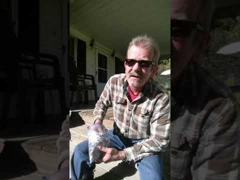 Sawtooth oak acorn