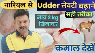 2 kg नारियल से गाय की लेवटी कैसे बढ़ाएं  सही तरीका Cow Udder growth Formula