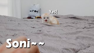 When I Call My Kitten, He Says 'Yes' and Comes to me