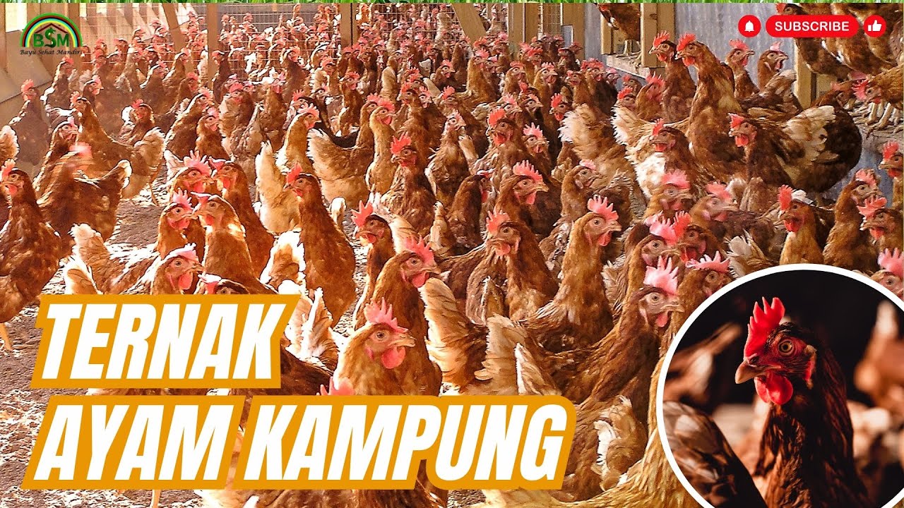 Panduan Lengkap Panduan Beternak Ayam dari A sampai Z Panduan Lengkap Panduan Beternak Ayam dari A sampai Z