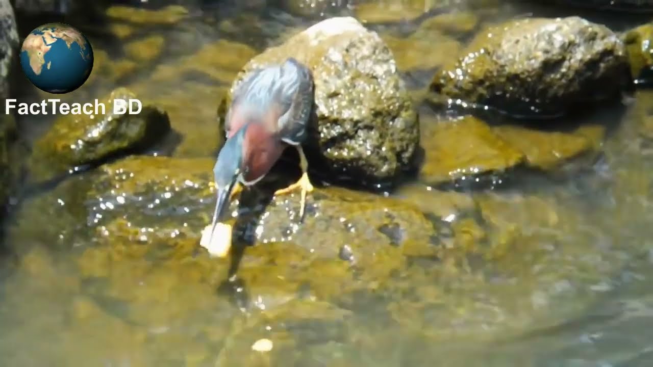 Heron fishing with bread | Smart Heron Used Bread To Fish | Grey Heron. Birds fishing.