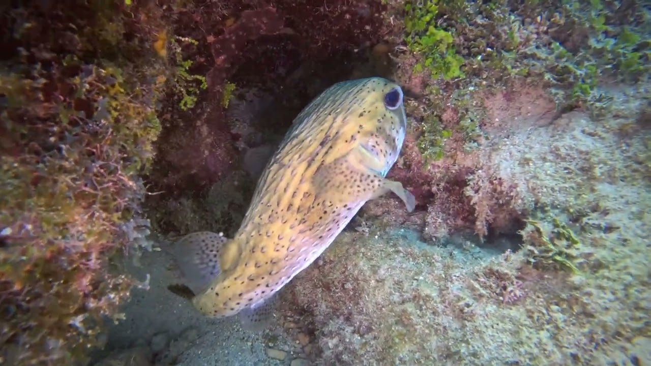Wreck of the Cali, Grand Cayman Scuba Diving